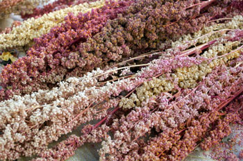 harvested quinoa