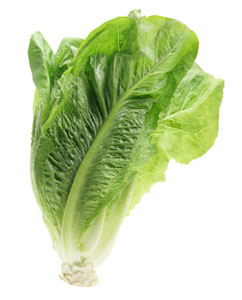 Cos lettuce