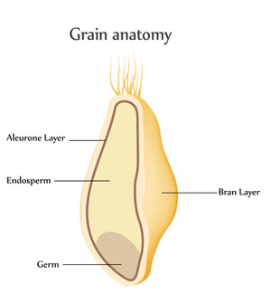 wheat grain